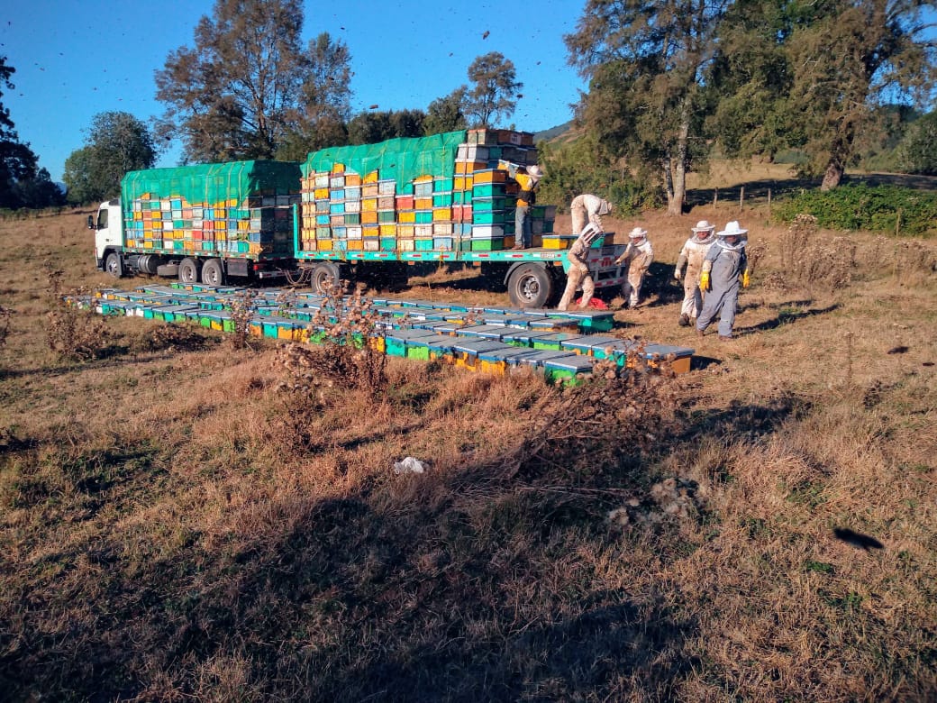 Colmenas en producción