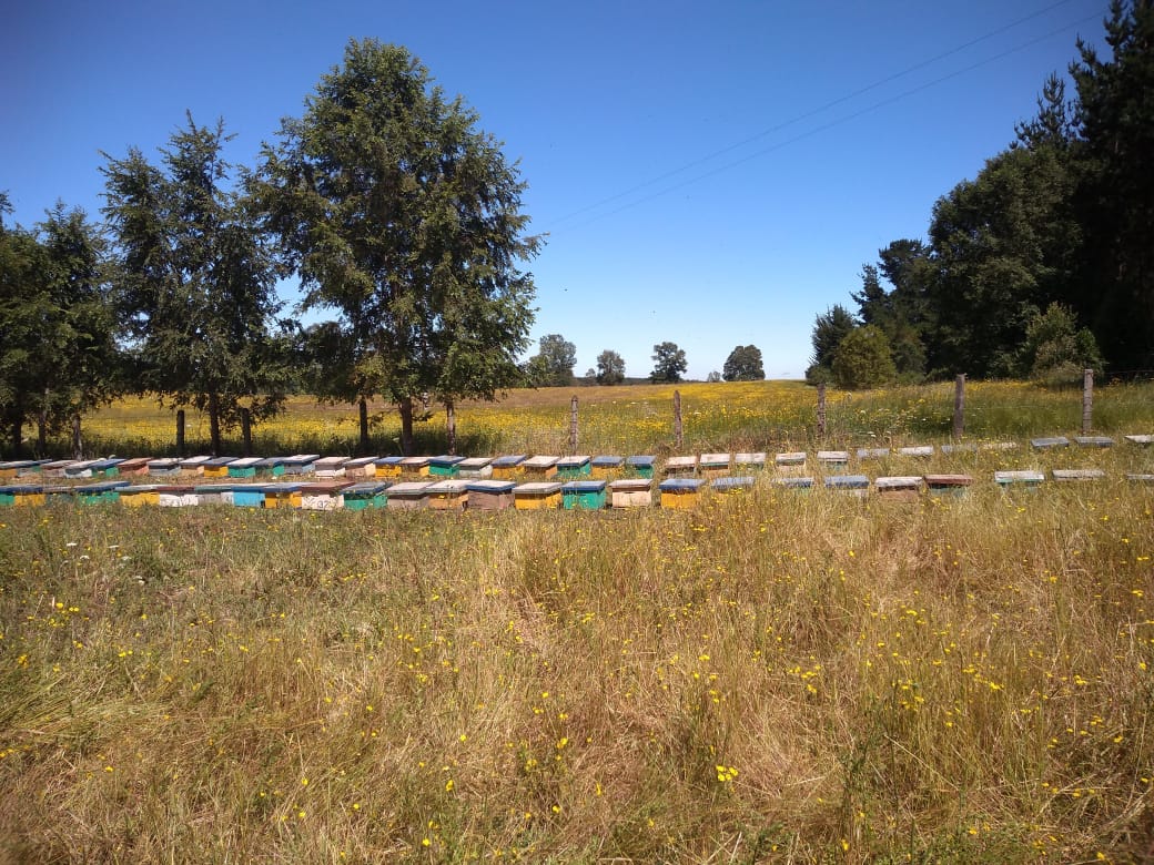Instalaciones de colmenares