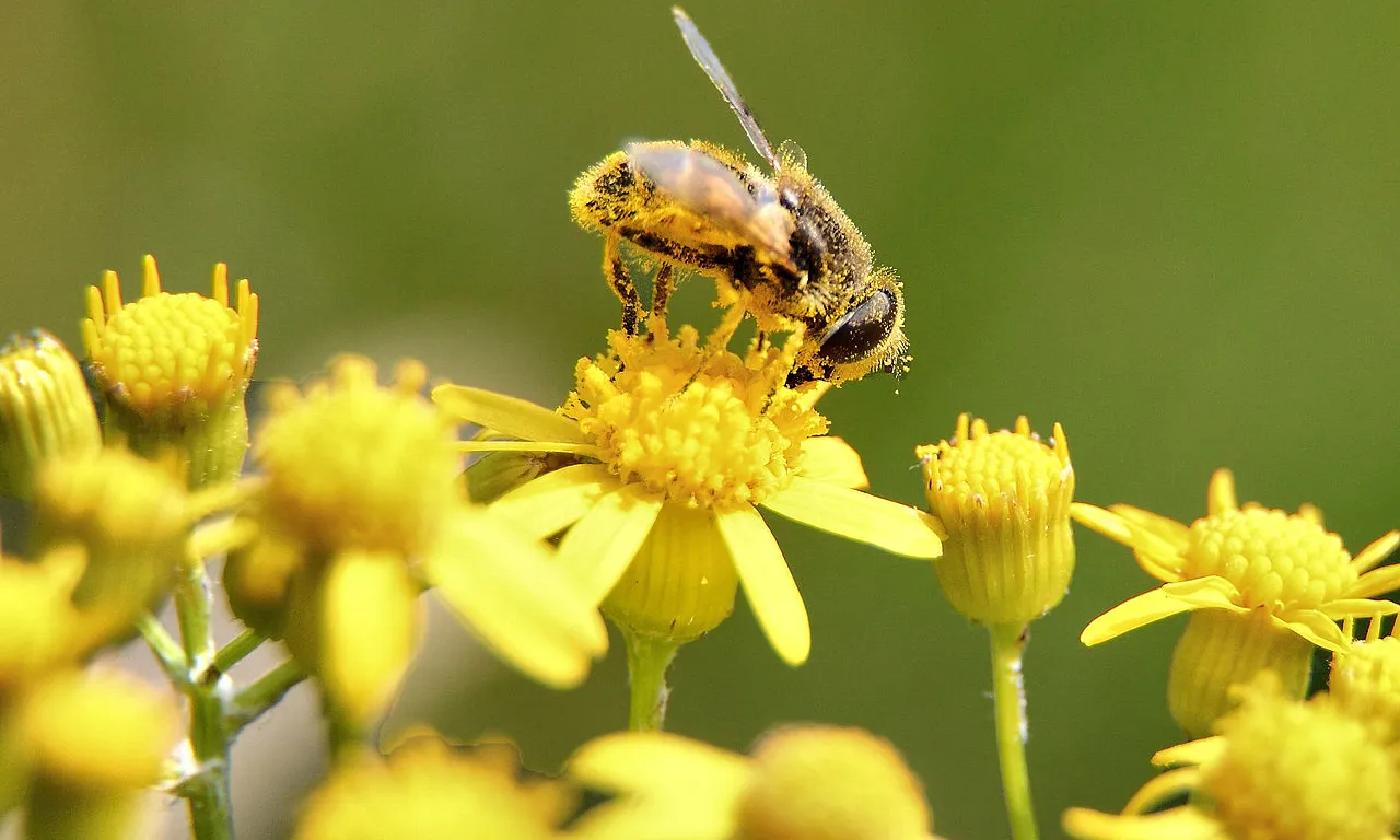 Las abejas se encuentran en serio peligro